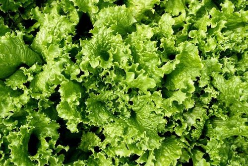 Hydroponic Gardening Basics: No Soil Required