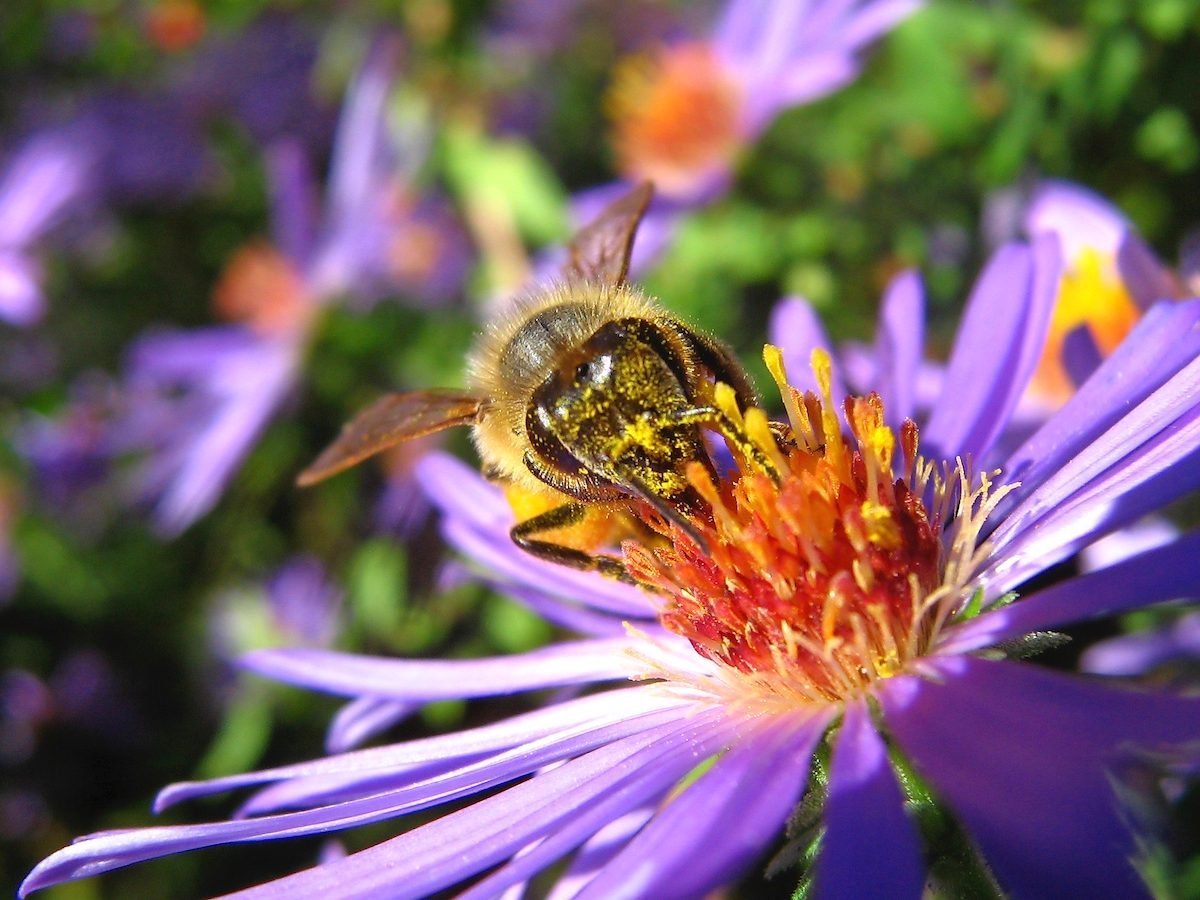 4 Facts About Native Bees in Your Backyard