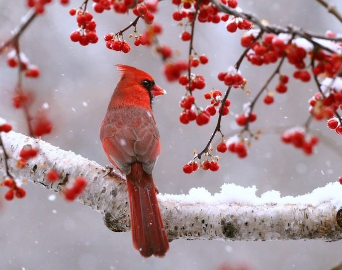 25 Simply Stunning Cardinal Bird Pictures