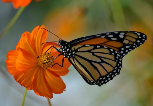 Monarch Butterfly Predators and Parasites to Watch For