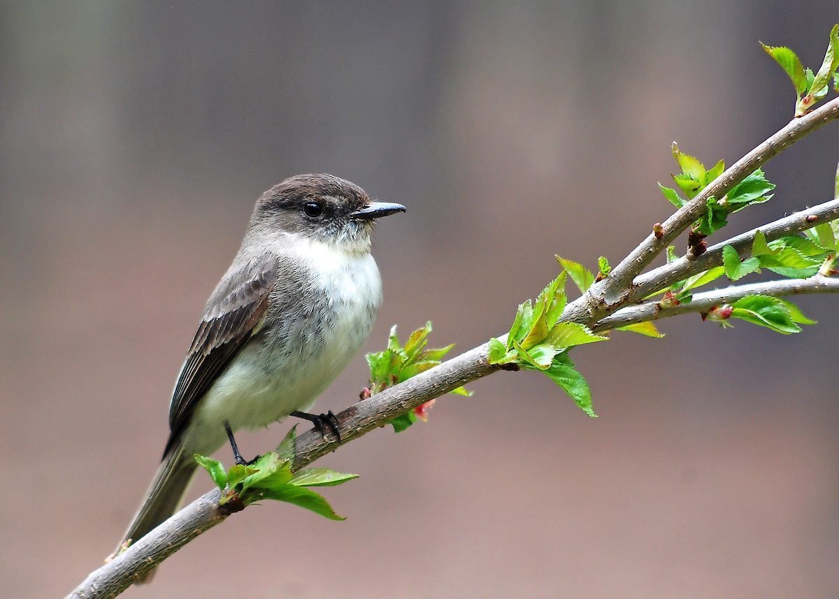 Signs of Spring: 8 Great Spring Bird Moments