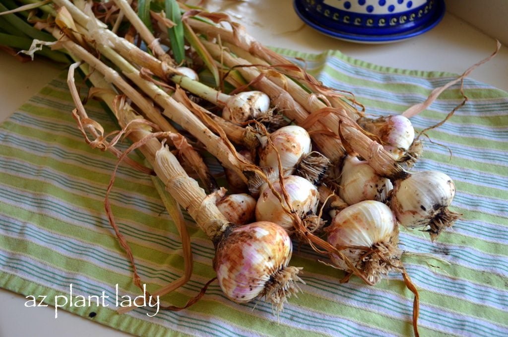 Make a DIY Garlic Spray to Keep Bugs Away