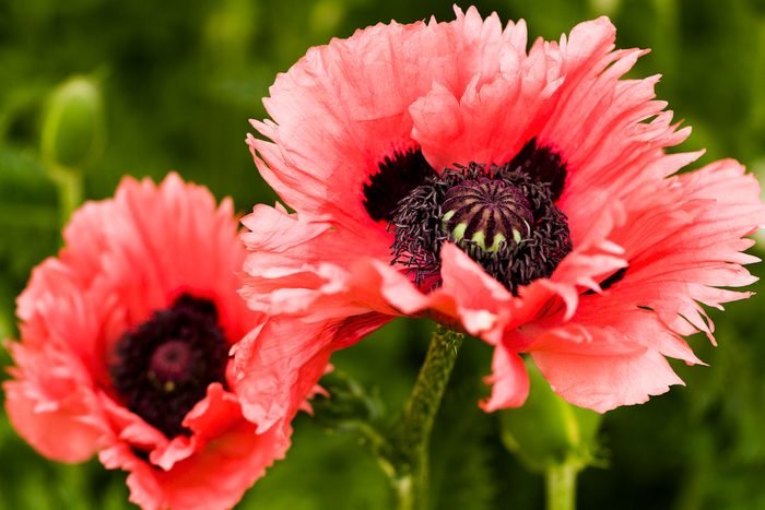 Fall is the Best Time to Plant Poppy Flower Seeds