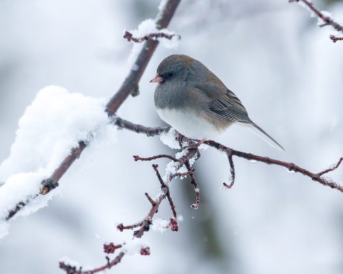 15 Absolutely Adorable Junco Bird Pictures