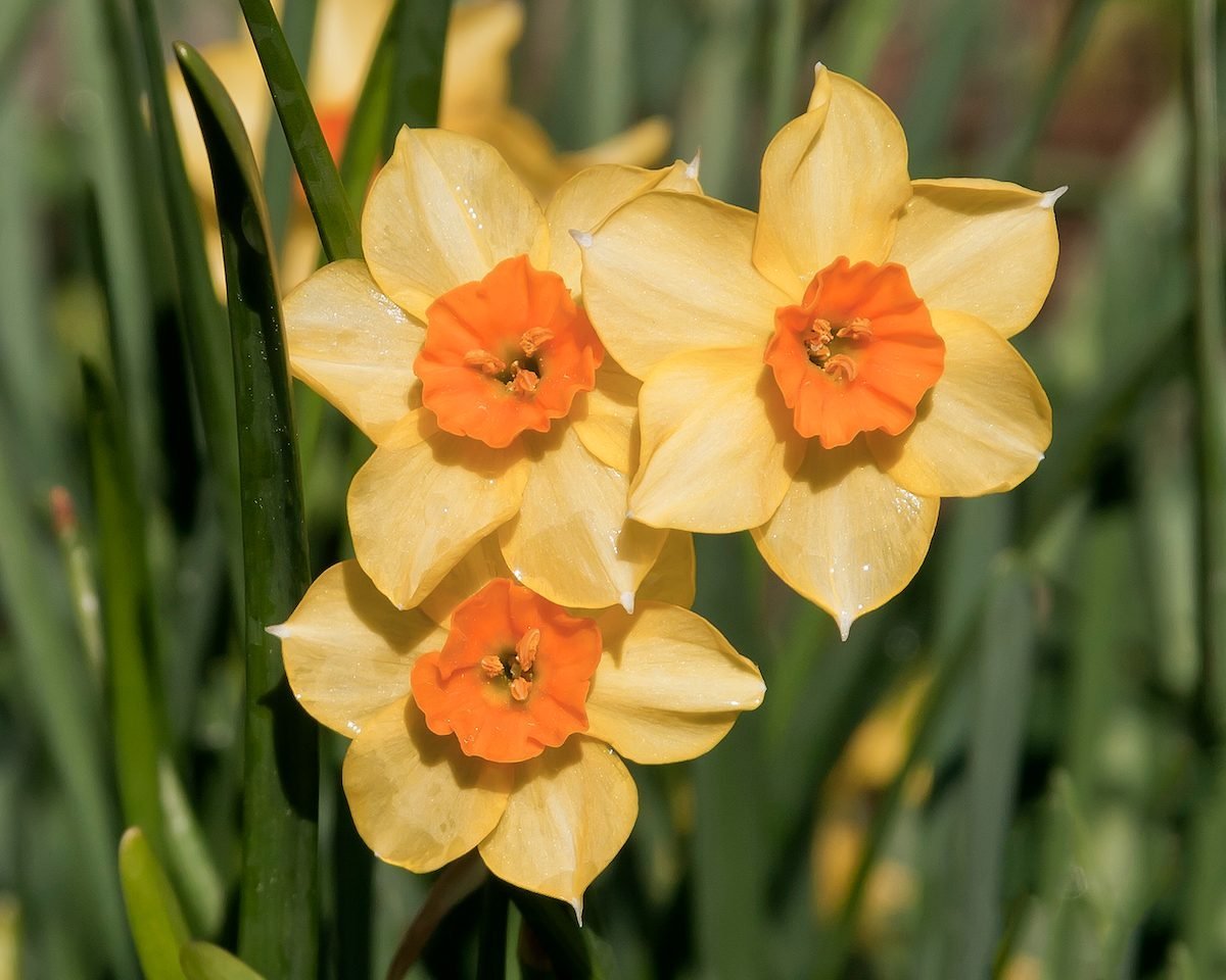 Bulbs to Plant in Fall for Blooms in Spring Flipboard