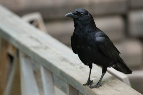 what-does-it-mean-when-you-see-a-crow-flipboard