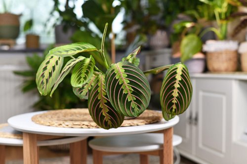 How to Care for Prayer Plants
