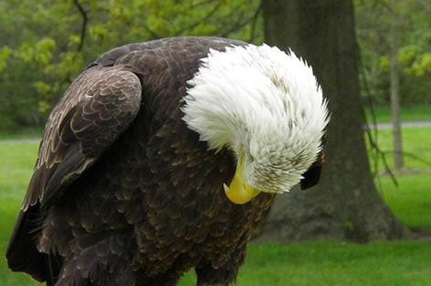 Learn the Story Behind the Rescue of a Special Bald Eagle