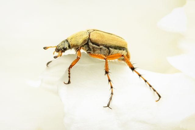 How to Get Rid of Rose Chafer Beetles