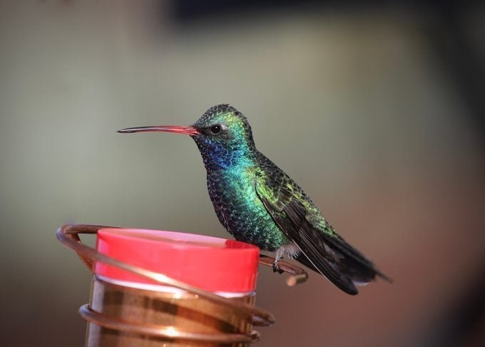 11 Frequently Asked Questions About Feeding Hummingbirds