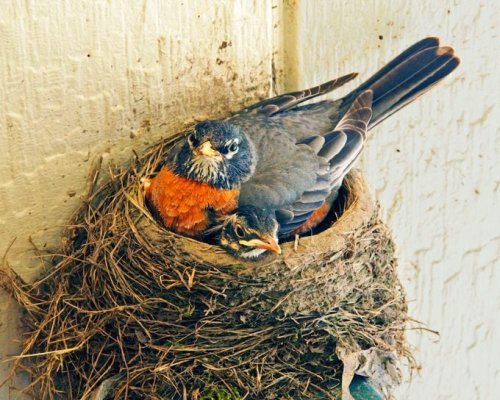 Do Birds Reuse Their Nests?