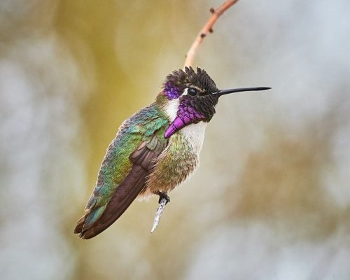 How You Can Help Hummingbirds in Extremely Hot Weather