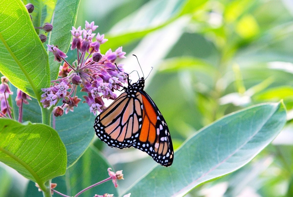Top 10 Types of Milkweed to Support Monarch Butterflies