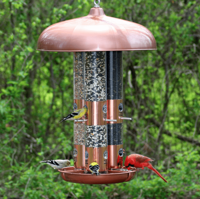 Chewy Has an Epic Bird Feeding Sale and We’re Stocking Up