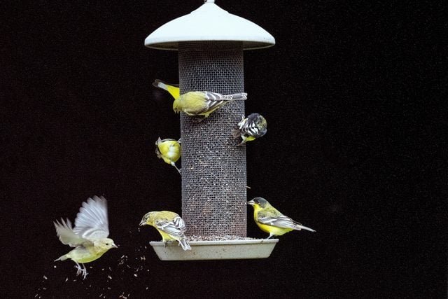 Guide to the Perfect Bird Garden - cover