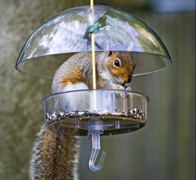 Is Hot Pepper Bird Seed Safe for Birds? Flipboard