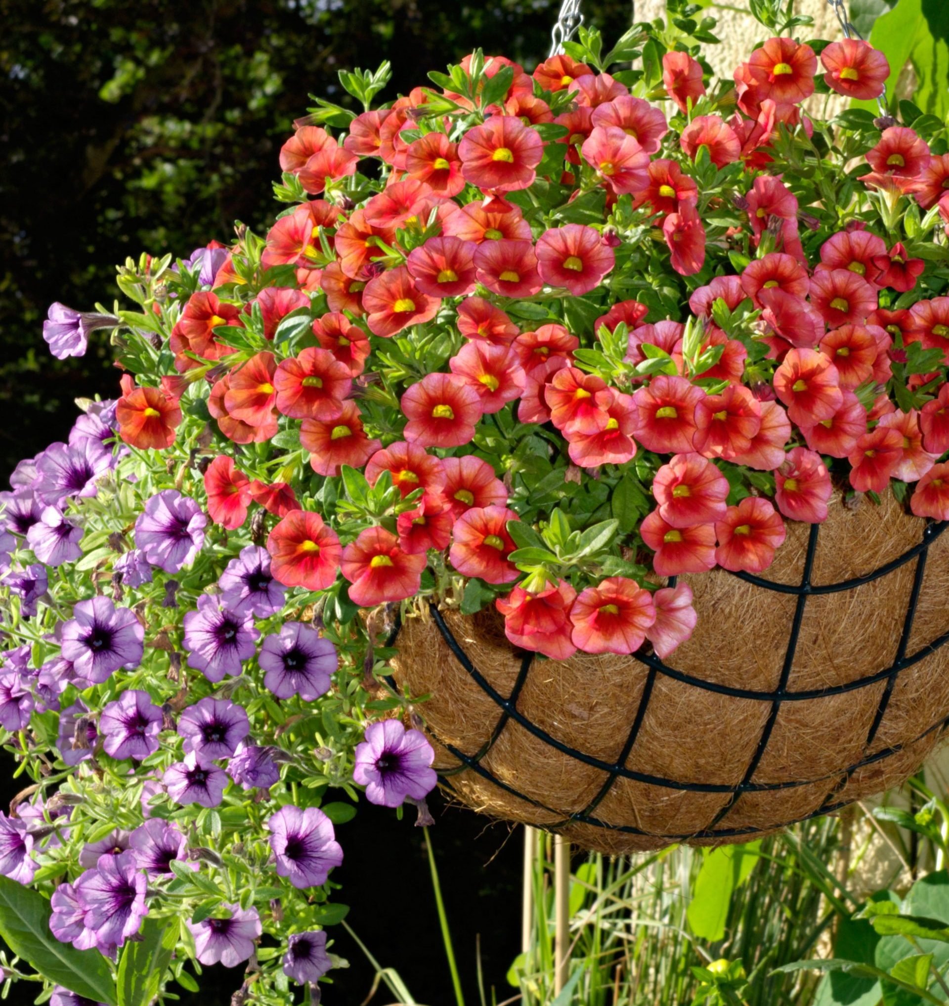Plant a Hanging Flower Basket in 5 Easy Steps
