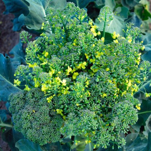 My Broccoli Is Flowering: Is This Normal?