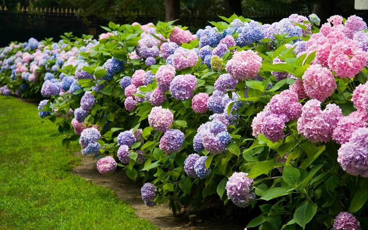 Here’s How to Change the Color of Your Hydrangeas