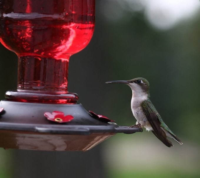 Is It Safe to Freeze Hummingbird Nectar?
