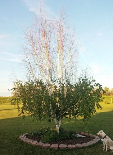 Bronze Birch Borer: Tree Damage and Treatment