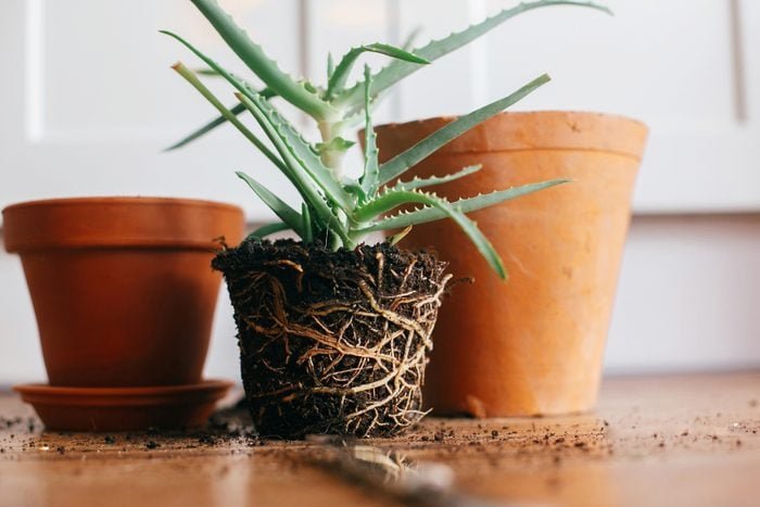 Too Many Roots? How to Fix a Root Bound Plant