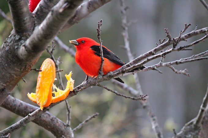 Do Scarlet Tanagers Eat Oranges?