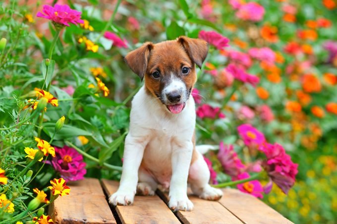 Gardening with Pets in Mind - cover