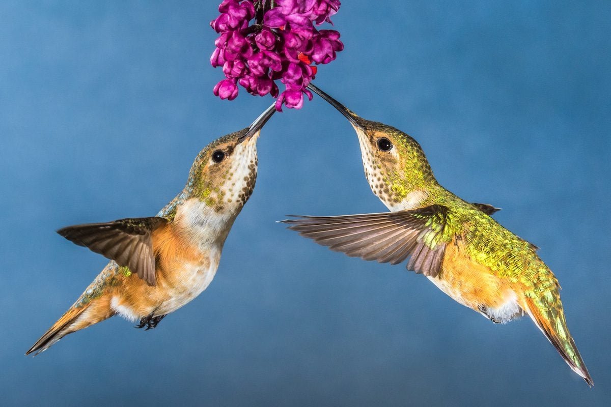Get to Know Tough and Tiny Rufous Hummingbirds