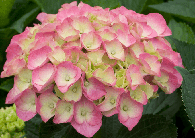 6 Hydrangea Types You Need in Your Garden