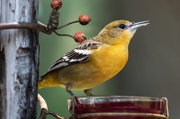 Feed Grape Jelly to Orioles and Tanagers