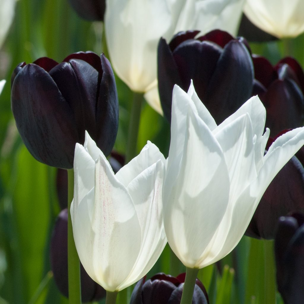 5 New Bulb Combinations to Plant This Fall