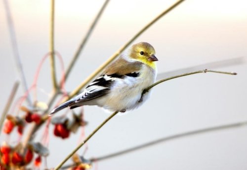 Bird Molting: Why Birds Molt and How to Spot It