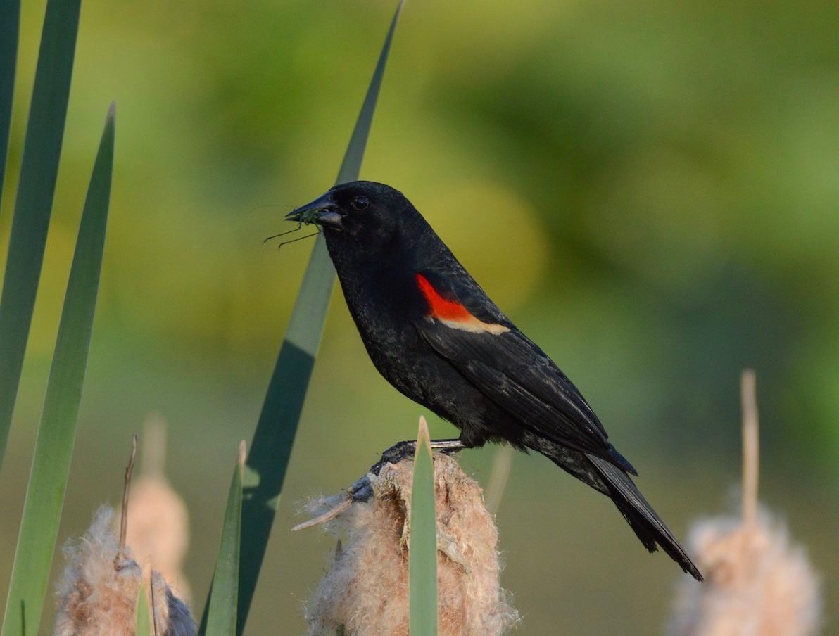 The Most Commonly Sighted Bird in Every State