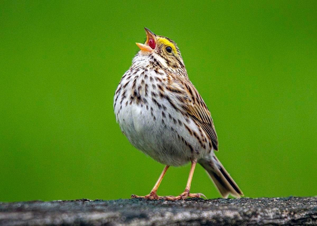 Why Do Birds Sing in Spring?