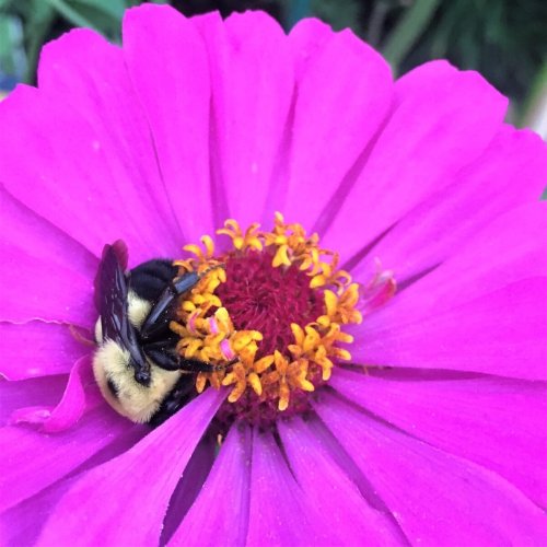 Pollinator Shut-Eye: Do Bees Sleep on Flowers?