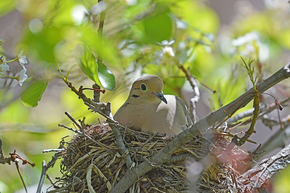 All About Mourning Doves