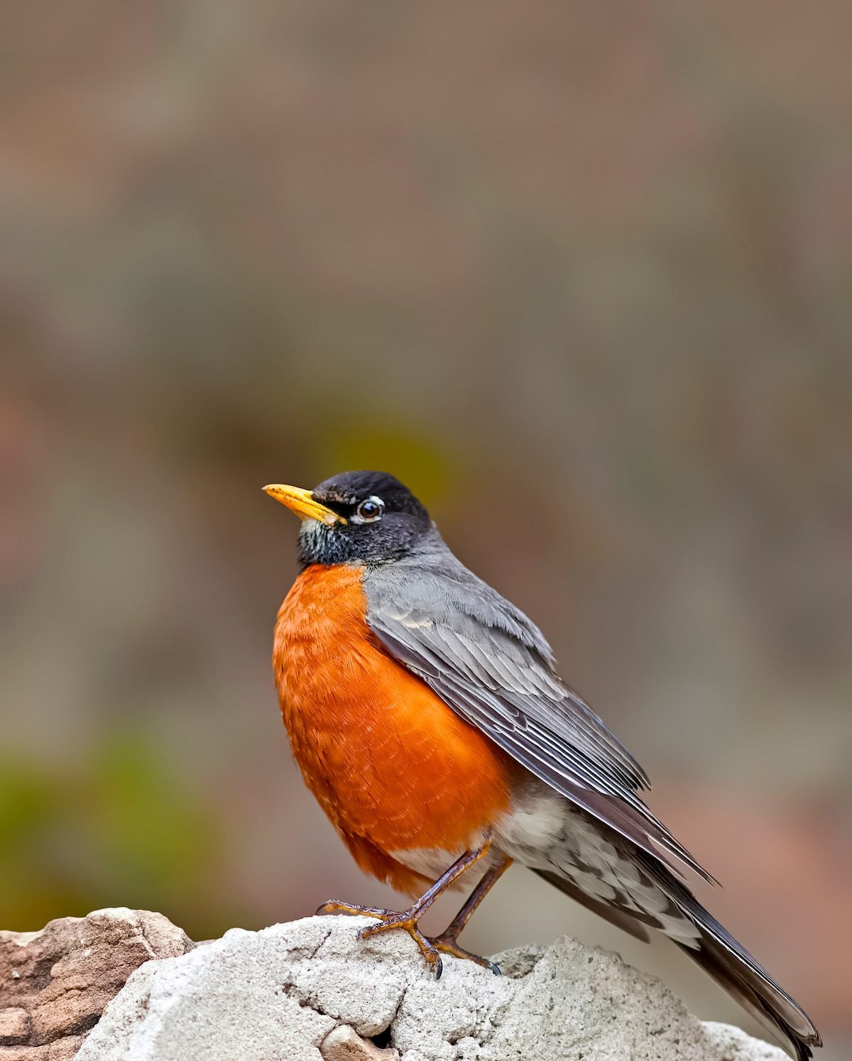 What’s the Difference: European Robin vs American Robin