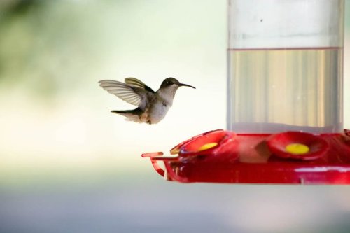 8 Hummingbird Feeder Mistakes You Should Never Make