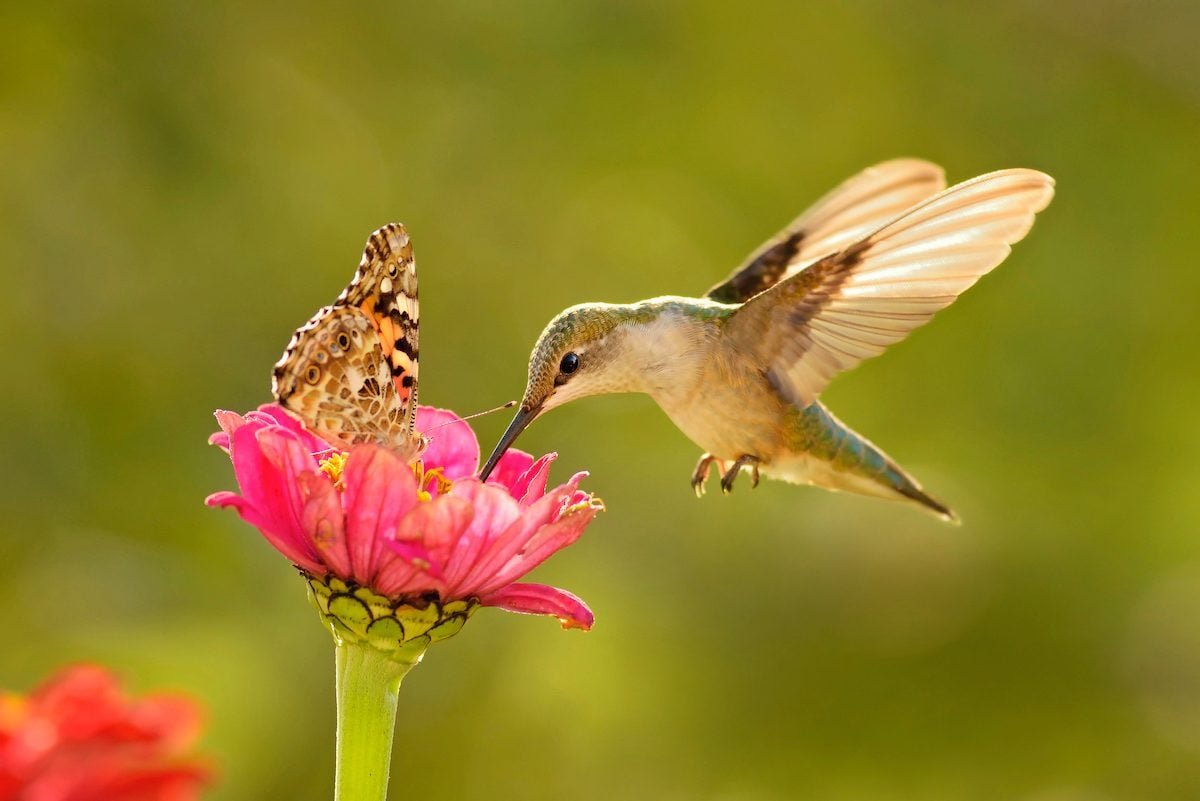 Where Do Hummingbirds Migrate in Winter?