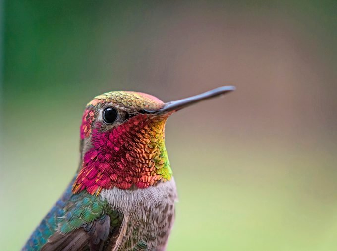 14 Proven Hummingbird Photography Tips