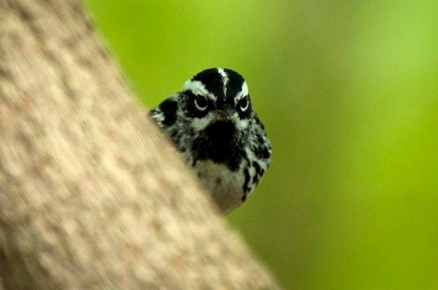 Top Gulf Coast Birding Hotspots for Spring Migration