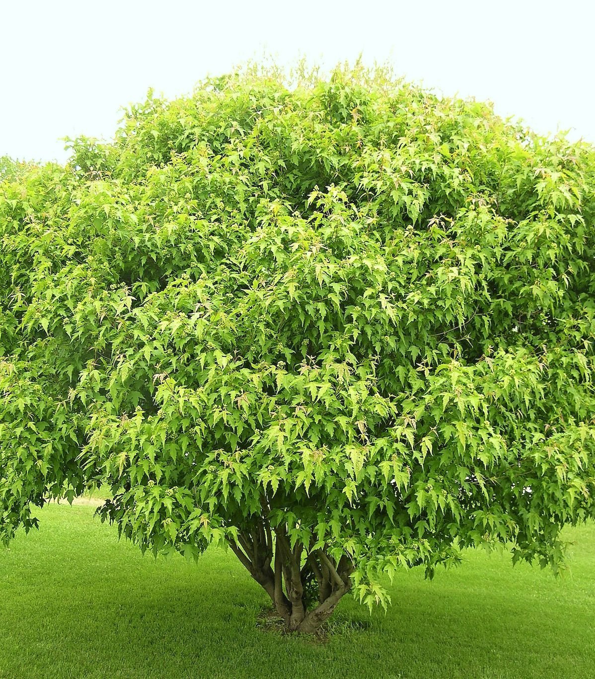 Amur Maple Shrubs Are Popular—But Are They Right for Your Yard?