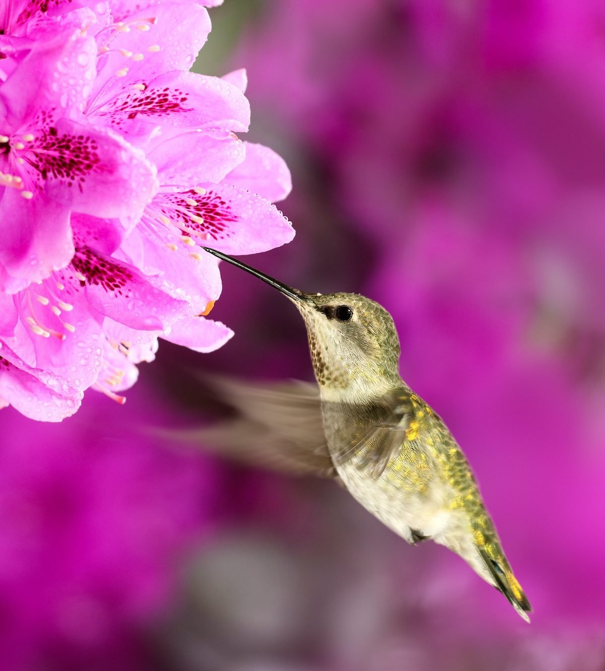 Top 10 Best Hummingbird Bushes to Grow - cover
