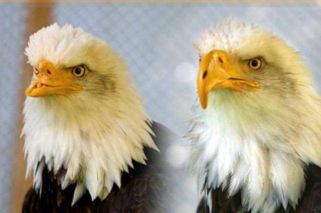 Beauty and the Beak: A Bald Eagle Rescue Story