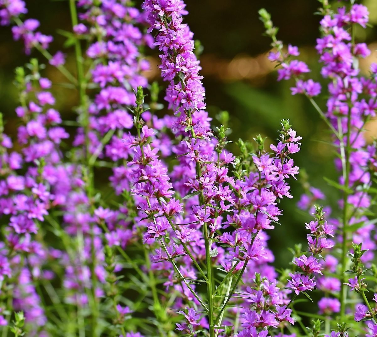 What Are Invasive Plants—And How to Get Rid of Them