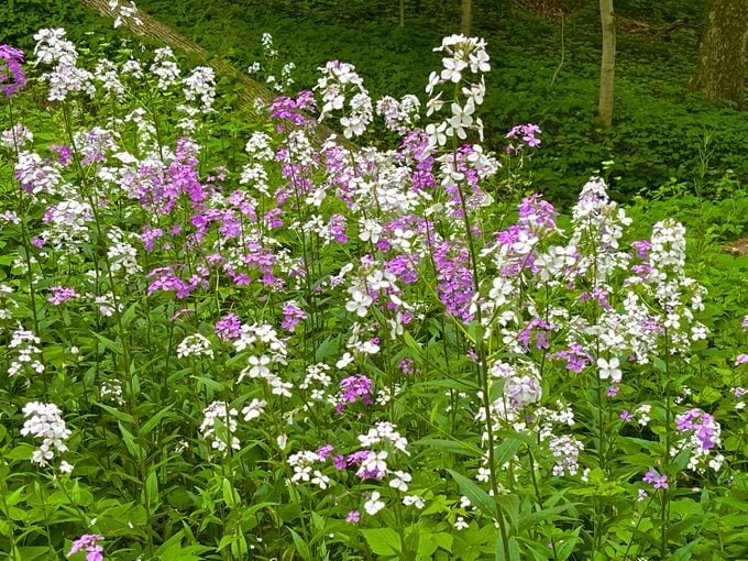 7 Surprising Facts About Invasive Plants