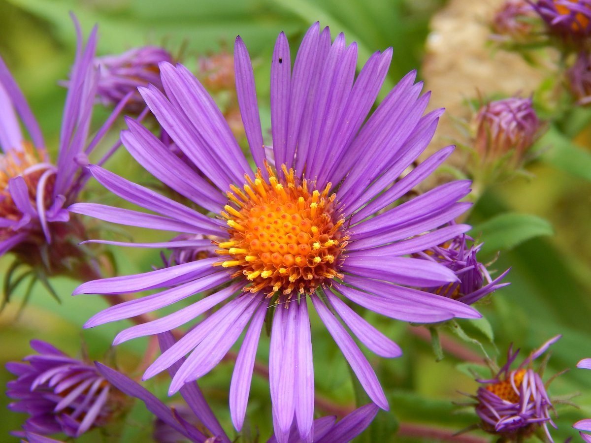 The Best Plants to Grow in October Flipboard