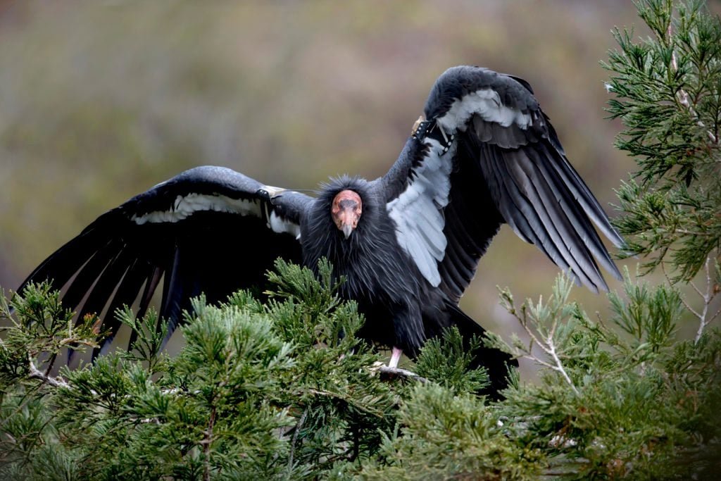 Endangered California Condors Spotted at Sequoia National Park
