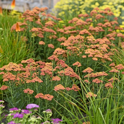 How to Grow a Yarrow Plant and Keep it From Flopping